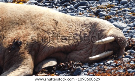 Wick Harbour and very rare sighting of a Walrus 25/05/2018
