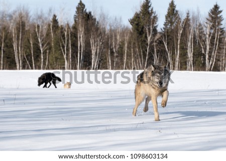 Grey Wolf (Canis lupus) Runs Forward Other Wolves in Background - captive animals