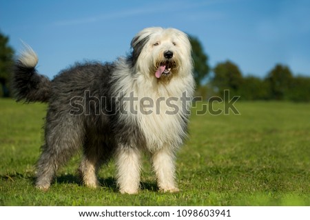 Bobtail dog standing in nature background Royalty-Free Stock Photo #1098603941