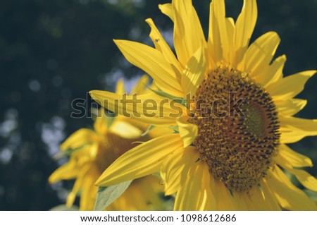 Bright yellow petals of sunflower like fire on the sun in summer blossoming garden