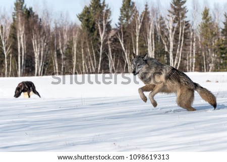 Grey Wolf (Canis lupus) Leaps Left Other Wolves in Background - captive animals