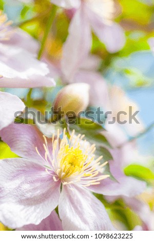 Summer background: a cascade of pink clematis flowers. Copy space. Selective focus.