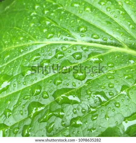 Close Up of Rain Drops on a Green Leaf