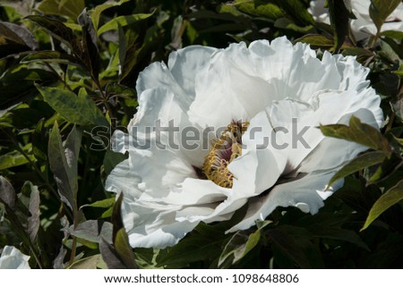 white peony in a sunny weather