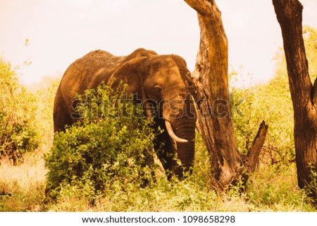 The Elephant of Tarangire: The Elephants' Heaven