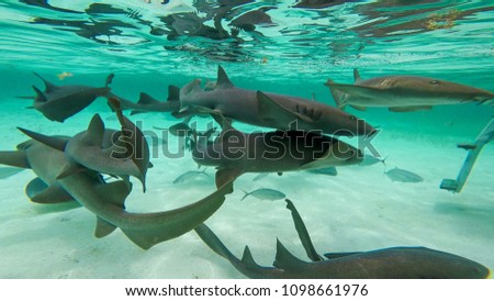 Shark Ray Alley, Caye Caulker, Sand Pedro, Belize 