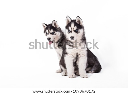  beautiful husky puppies on white background