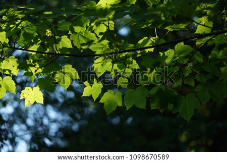 maple green sunright
