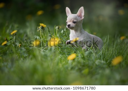 Cute puppy Chihuahua in nature