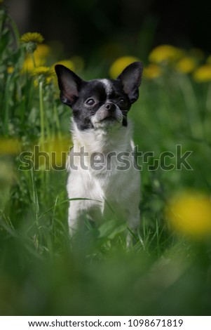 Cute puppy Chihuahua in nature