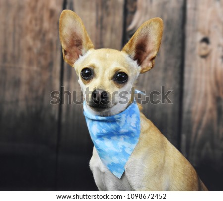 Chiuhua posing for picture, wooden background barn, blue boy bandana, sitting down
