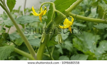 tomato plant yellow flowers  macro