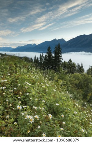 Pretty flowers with foggy valley and mountains