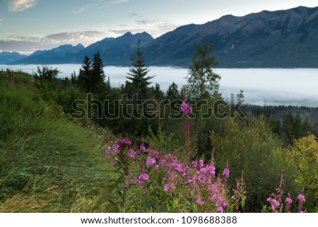 Purple flowers with a foggy valley in the moutains