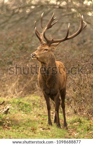 picture of male red deer in the wild
