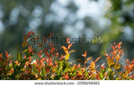        Lawn Close Up Background                        