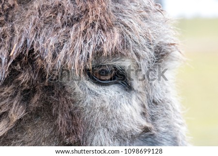Detail / closeup of the eye of a grey donkey