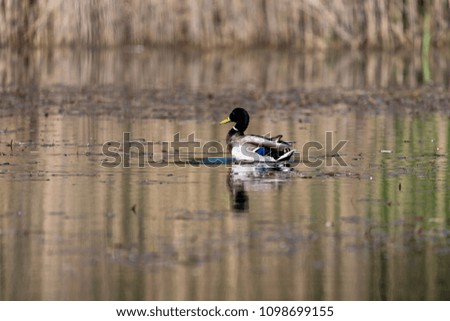 mallard Duck is swimming on a lake