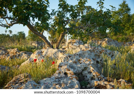 Poppies among the rocks with fig tree in the sunset background in salento - Italy