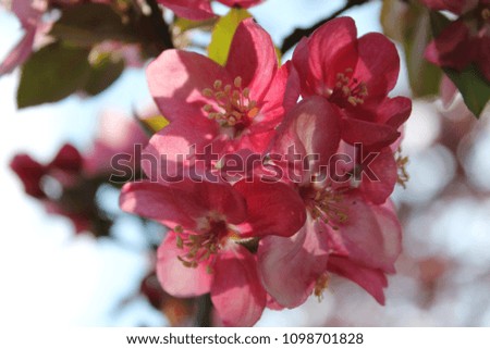 crabapple blossoms on a sunny day