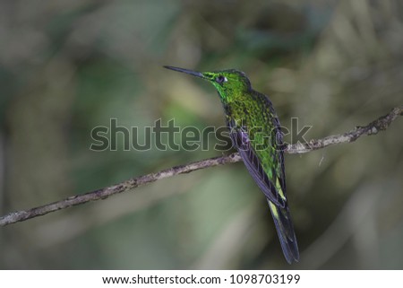 Trochilidae hummingbird bird