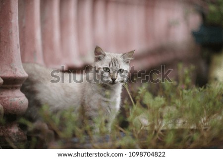 Unidentified species of cat at the garden