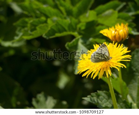Green veined white butterfly on a yellow dandelion flower