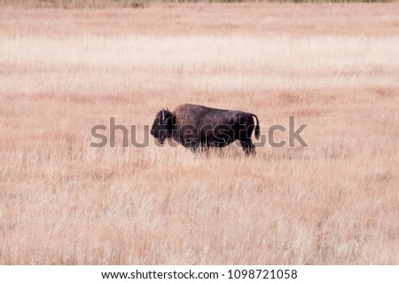 A bison out in the open grass fields of Yellowstone National Park, Wyoming. 