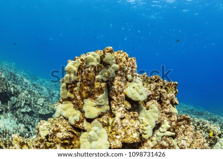 Eel hiding in a coral reef