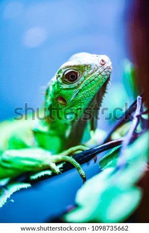 Green iguana on tree, Thailand.