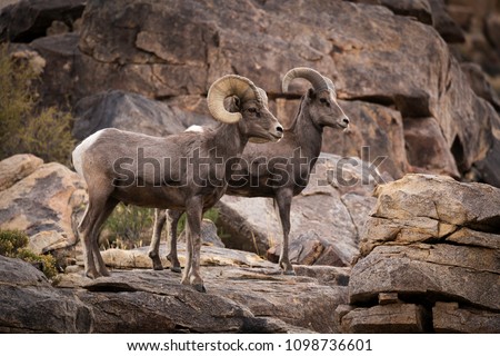 A male (ram) and female (ewe) big horn sheep in Joshua Tree National Park in California USA. Royalty-Free Stock Photo #1098736601