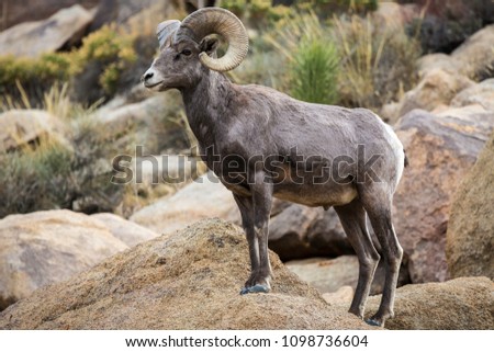 Watchful male (ram) big horn sheep in Joshua Tree National Park in California USA. Royalty-Free Stock Photo #1098736604