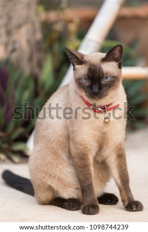Siamese cat,Thailand cat,Close up.Cute cat