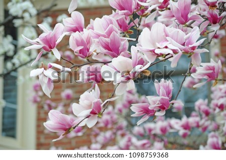 Magnolia flowers blooming in spring