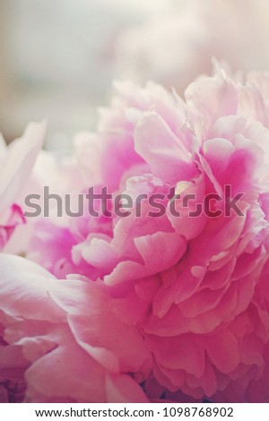 Pink peonies petals