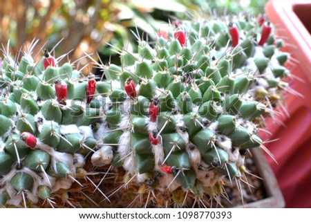 Cactus as green color with their seeds 
