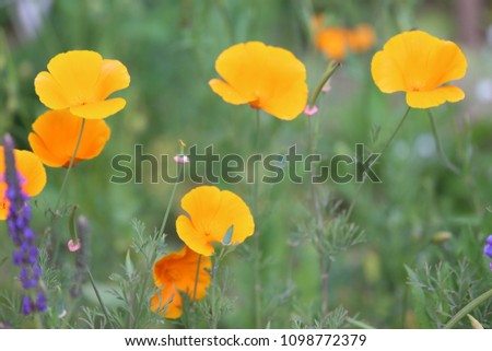 Close up outdoor view of Eschscholzia californica plant, also called california poppy, papaveraceae family. Solitary flowers on long stems, silky-textured, with four yellow orange colored petals,