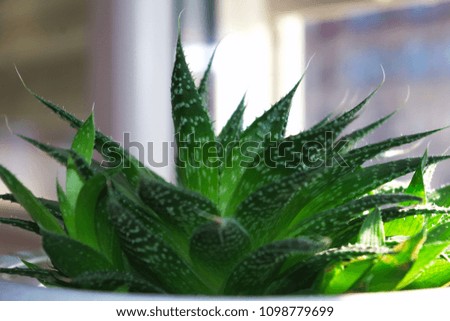 A close up of a decorative cactus plant