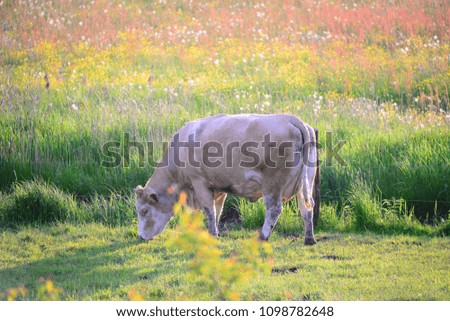 eating, grazing cows and calves on the meadow, bavaria, germany