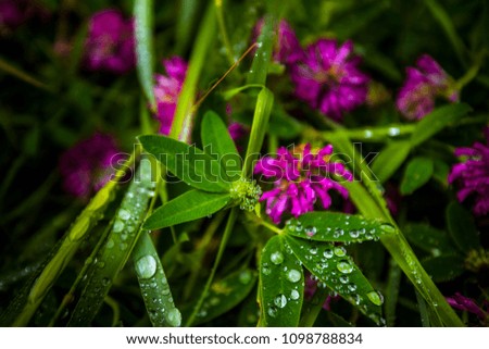 flowers and green leaves in finland after morning rain