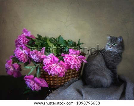 Still life with pink peonies and gray kitty on the background