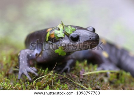 Spotted Salamander on Moss