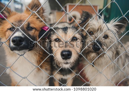 Homeless mongrel dogs is sitting on a cage in animal shelter Royalty-Free Stock Photo #1098801020