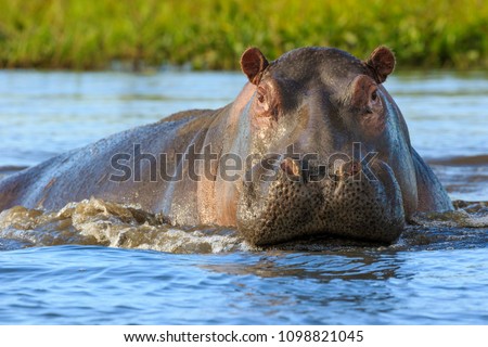 Hippopotamus (Hippos) in Liwonde N.P. - Malawi Royalty-Free Stock Photo #1098821045