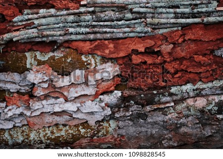 Mix tree bark, wood texture, free space for text, Natural background idea concept. Selective focus and toned image. Small plant on tree bark background.