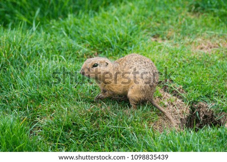 ground squirrel Spermophilus citellus on a meadow