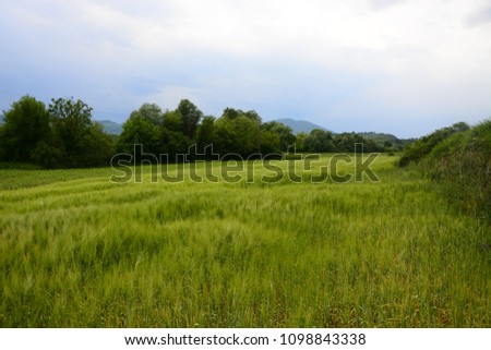 green field meadow