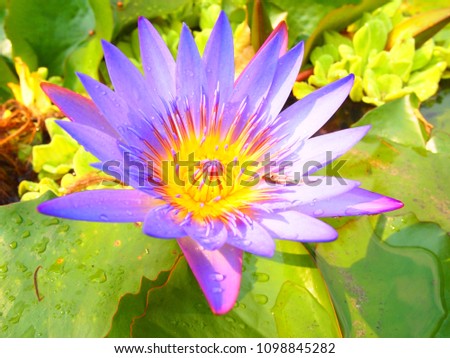 Lotus "is a symbol of the beauty of Thai water trees in the family Nymphaeaceae is characterized by flowers and blossoming leaves bouquet over the water like a girl.
