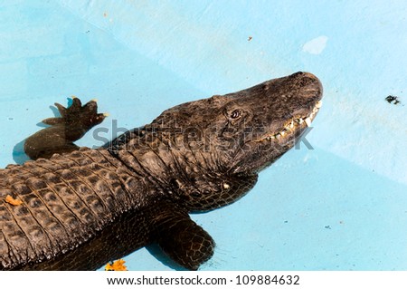 Sleepy crocodile on blue ground