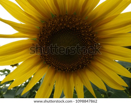 common sun flower